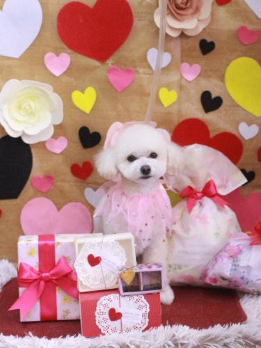 20230228ポコちゃん